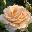Роза чайно-гибридная ‘Prima Donna’ 